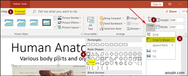 Cách tạo hiệu ứng Zoom Animation trong slide PowerPoint