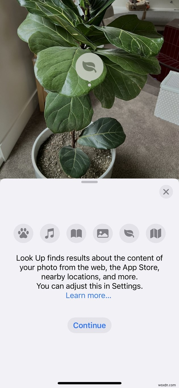 Nhận diện Cây cỏ Nhanh chóng bằng Camera iPhone – Không Cần Ứng dụng
