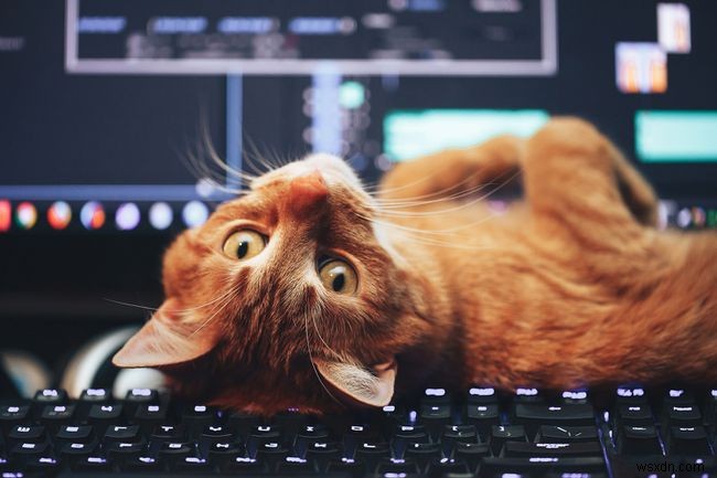 Cách sử dụng lệnh Linux Cat