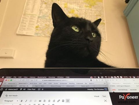 Cách Cat-Proof Máy tính xách tay và Khu vực bàn làm việc của bạn 