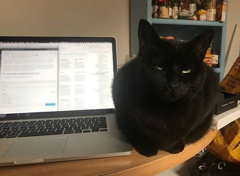 Cách Cat-Proof Máy tính xách tay và Khu vực bàn làm việc của bạn 
