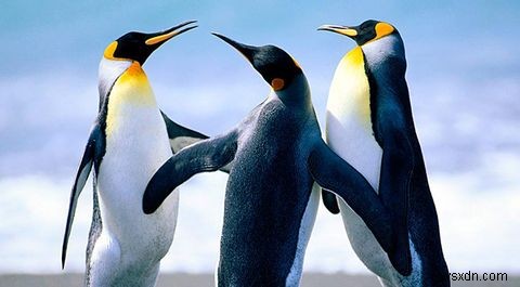 Chúng ta có thể thực sự tin tưởng Linux không? 