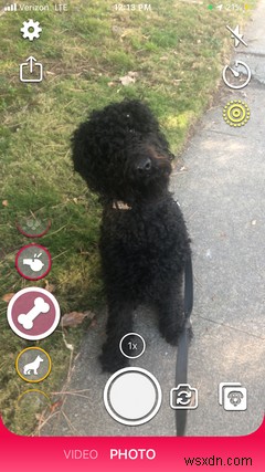 7 ứng dụng iPhone phải có cho tất cả người nuôi chó 