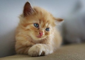 Làm thế nào để viết một hình ảnh bằng cách sử dụng thư viện Java OpenCV? 