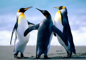 Làm thế nào để chuyển đổi hình ảnh sang PyTorch Tensor? 