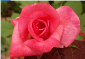 Tensorflow có thể được sử dụng như thế nào để khám phá tập dữ liệu hoa bằng API tuần tự keras? 