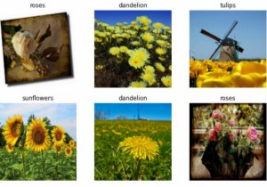 Làm cách nào để Tensorflow được sử dụng với tập dữ liệu hoa để tiếp tục đào tạo mô hình? 