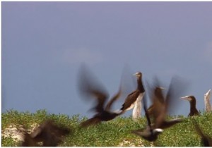 Phát video ở chế độ đảo ngược bằng Python OpenCv 