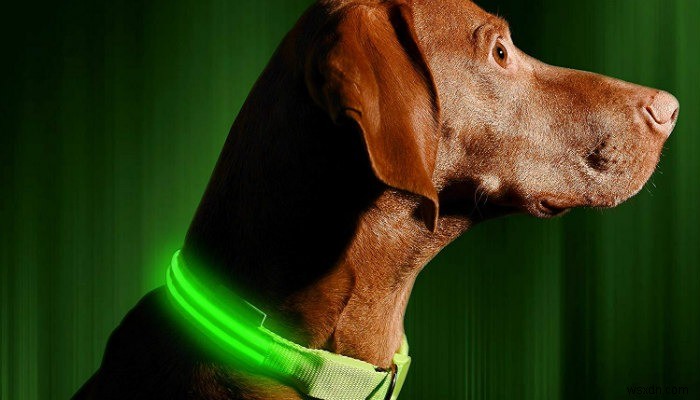 5 sản phẩm thú cưng công nghệ cao tốt nhất cho chó của bạn 