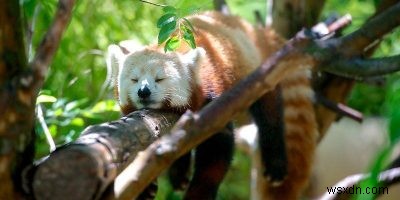 Cách ly bên thứ nhất là gì và cách bật tính năng này trong Firefox 