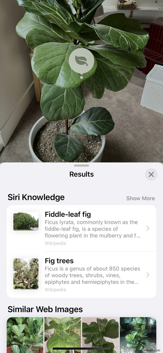 Cách xác định thực vật trên iPhone của bạn chỉ bằng cách chụp ảnh