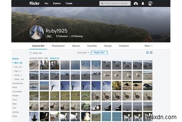 Chuyển ảnh Flickr của bạn một cách an toàn sau những lo ngại về vụ hack gần đây 